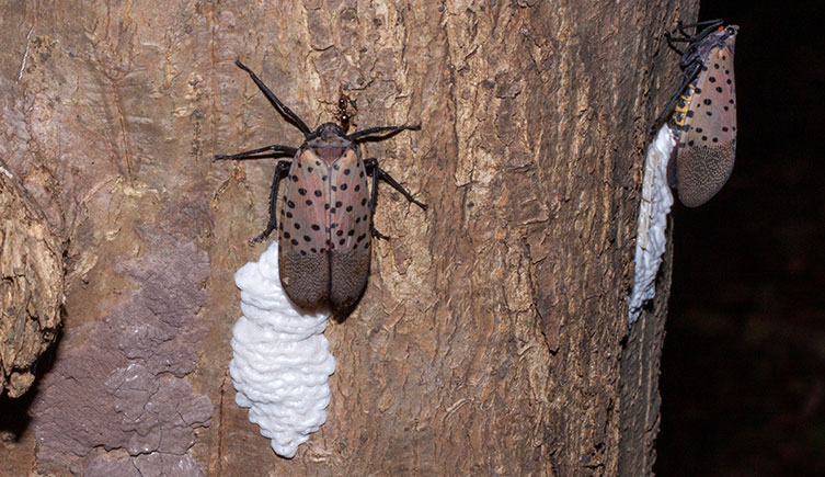 Two adult spotted lanternflies lay their eggs on a tree.