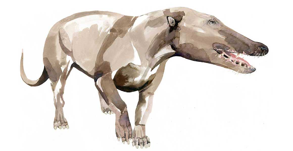An artist's impression of what Pakicetus, an early ancestor of the whale, might have looked like