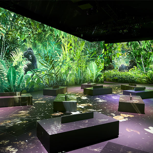 A projection of a forest ont all four walls of a square room with seating blocks on the floor, chimpanzees and trees can be seen in the footage.