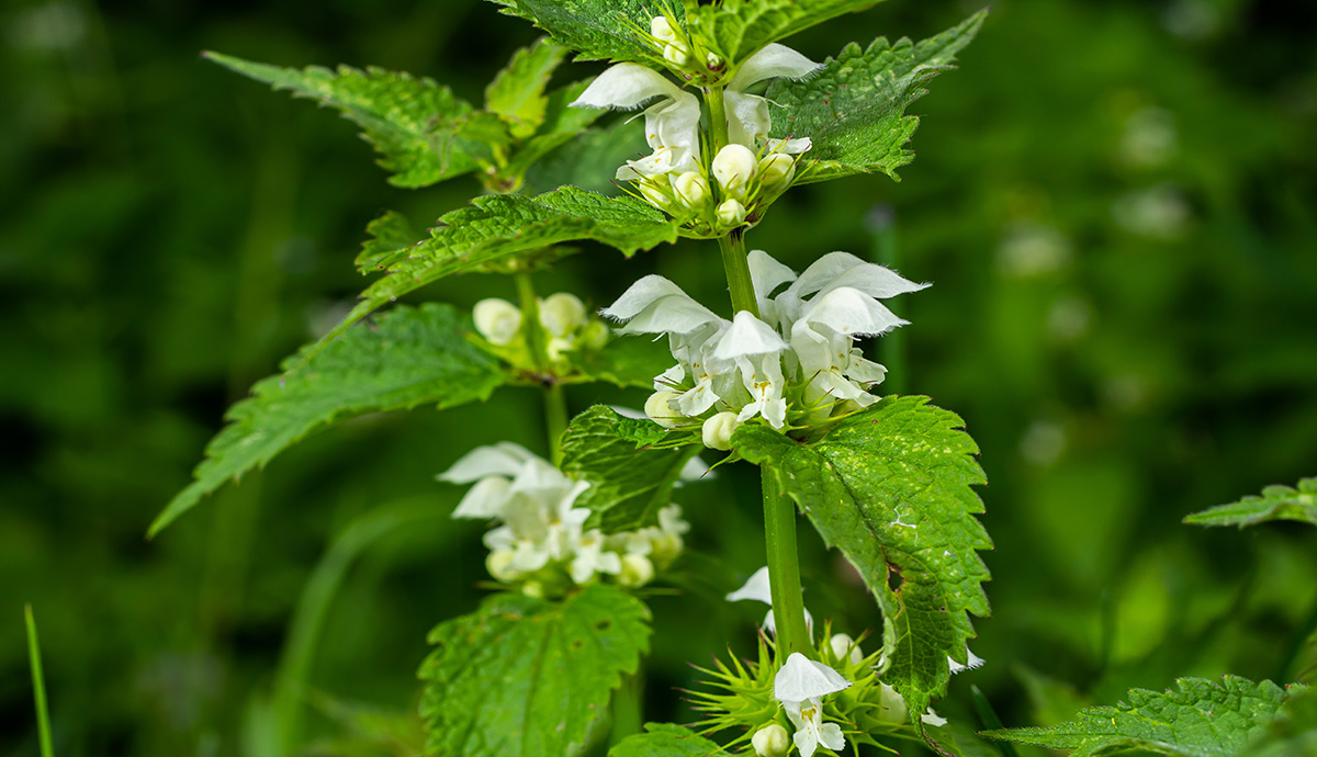 Close up of a deadnettle plant with small flowers