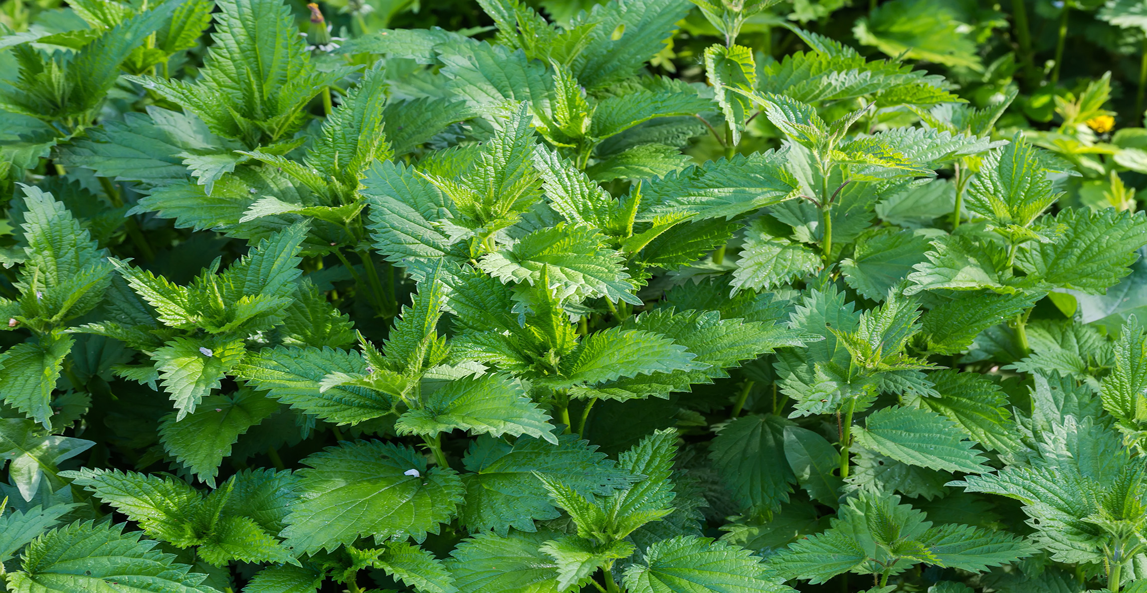 A patch of nettles