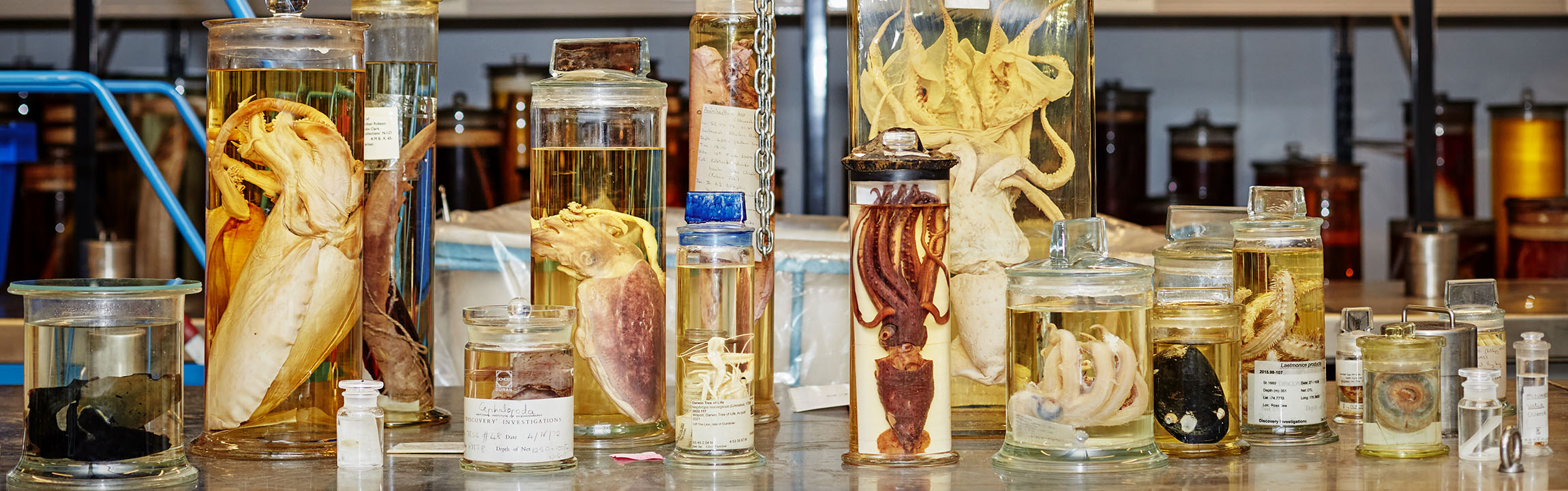 Specimens in jars on a table during a Spirit Collections Tour