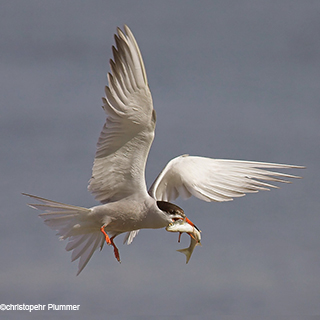 RM-Montit-MarineMont-CommonTern©ChristopherPlummer.jpg