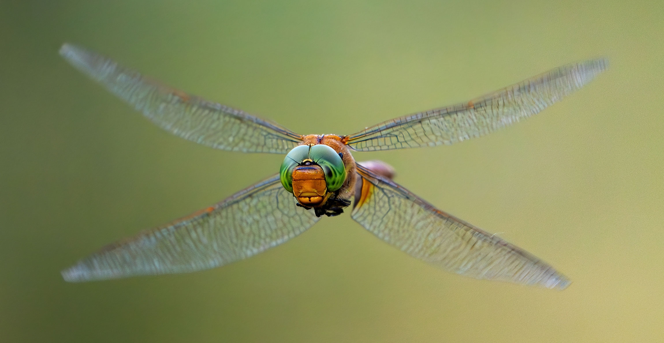 An orange dragonfly with green eyes in flight