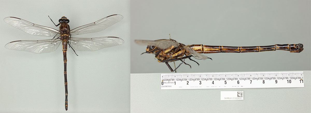 A pinned dragonfly specimen placed beside a ruler that shows its over 11 centimetres long from head to tail