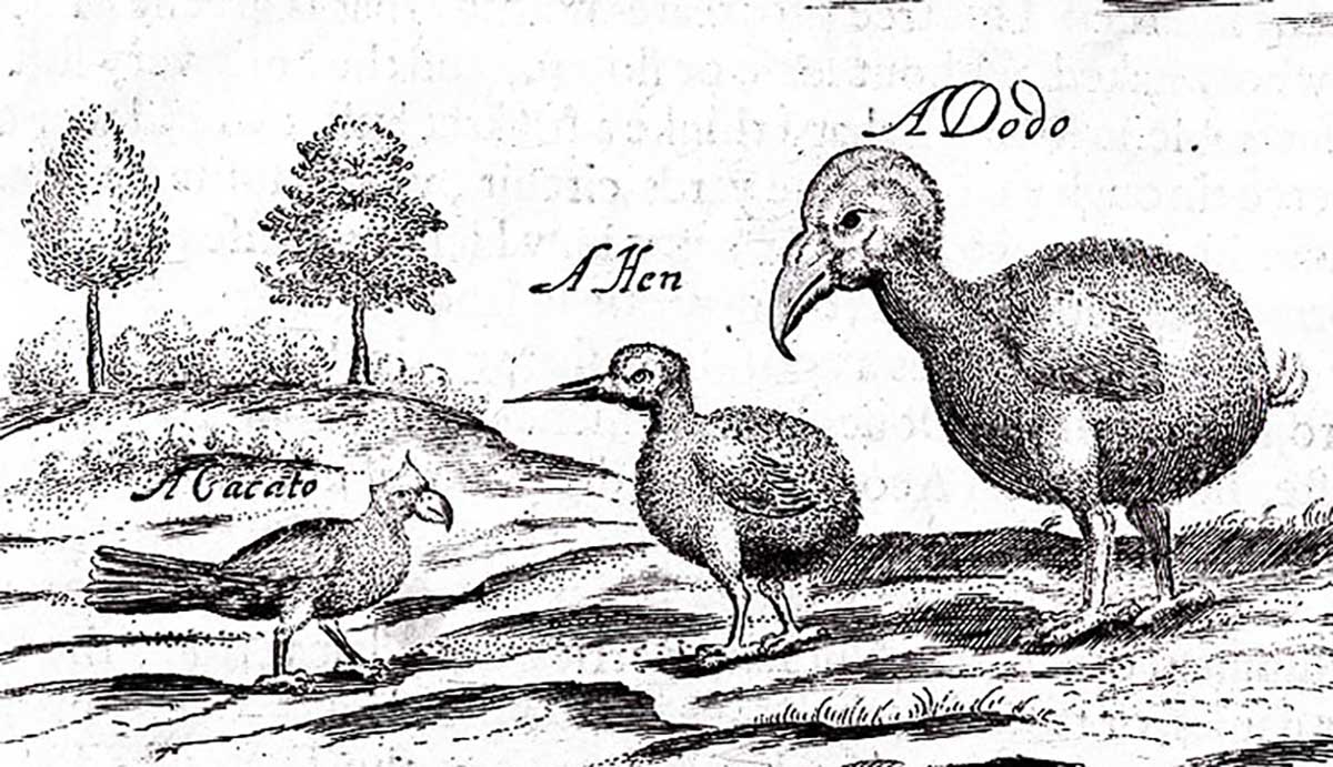 An old black and white illustration of a dodo, next to two other now extinct birds. 