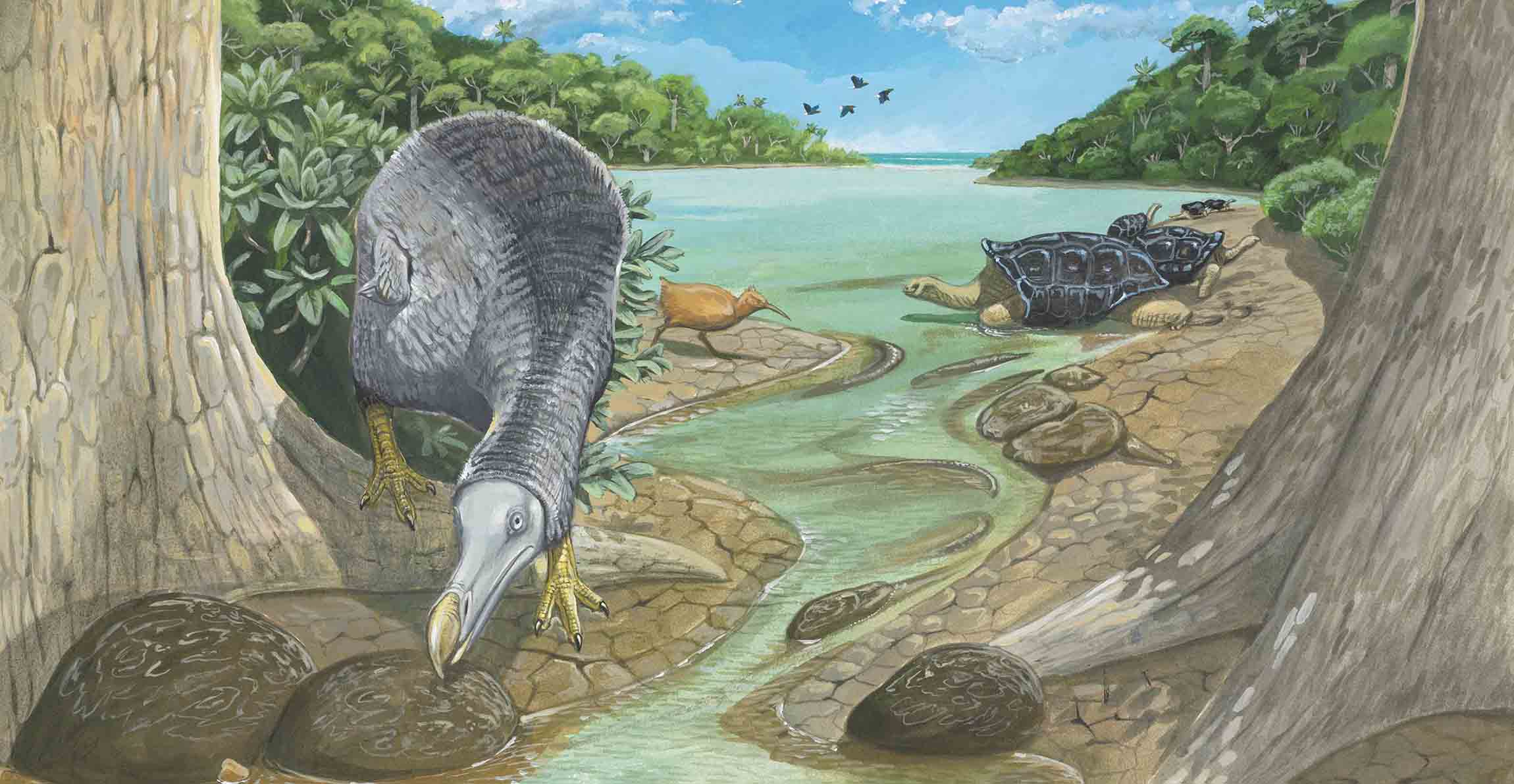 An artist's impression of a dodo making its way through woodland next to a shallow inlet on a tropical island.