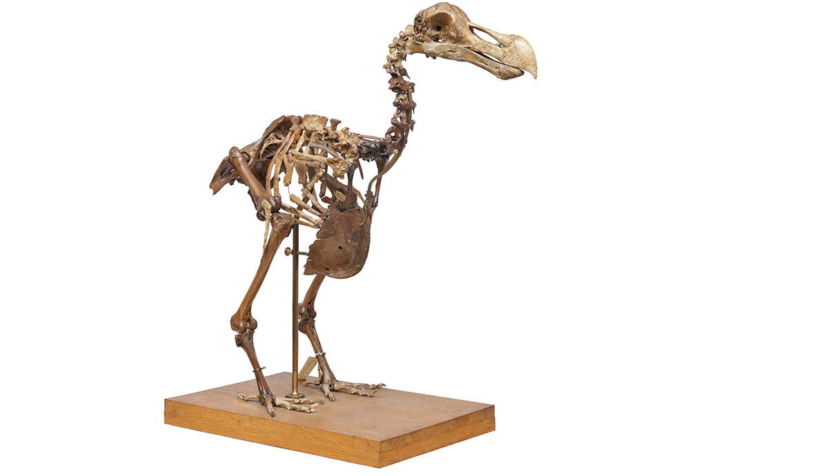 A dodo skeleton on a wooden plinth.