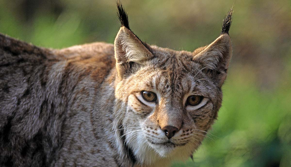 A close-up on the head of a Eurasian lynx feline, with tufts emerging from the tips of its ears.
