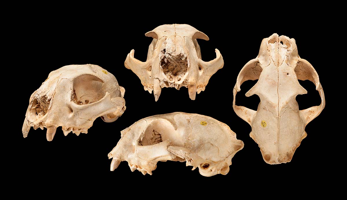 Four views of a lynx skull found in Staffordshire, showing it from above, the front, the side and the front view at a slight angle.