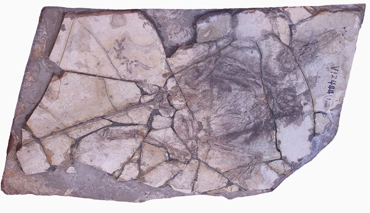 A cracked slab of rock containing the bones formerly described as ‘Archaeoraptor’.