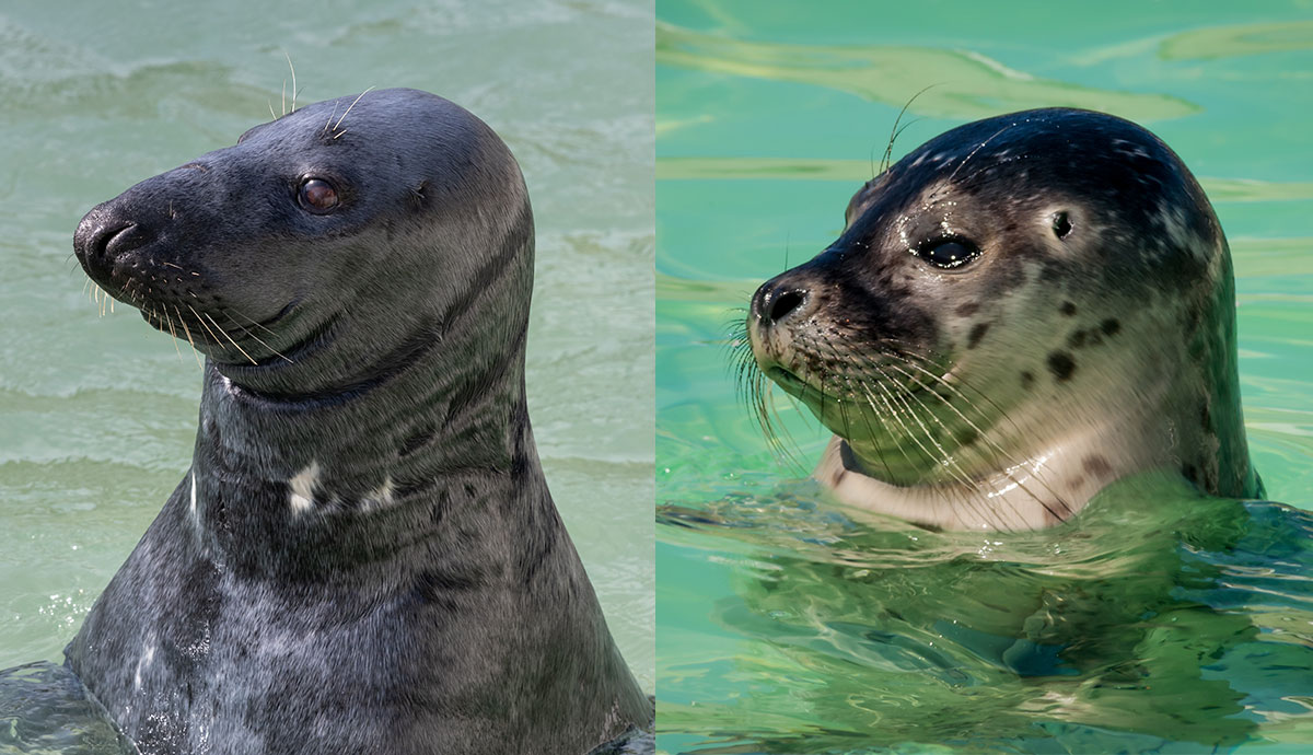 A side by side comparison of a the face shape of a grey seal and a harbour seal
