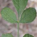 Ozone damage on narrow leaved ash