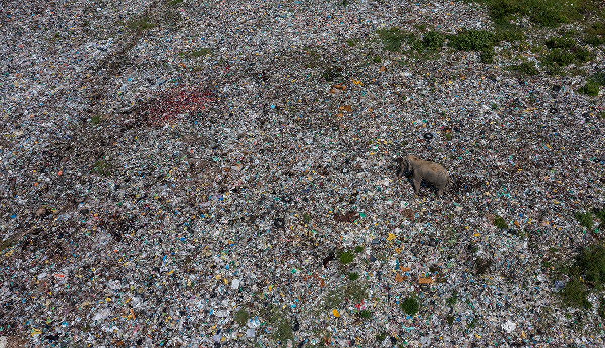 A single elephant stands in a vast open waste site