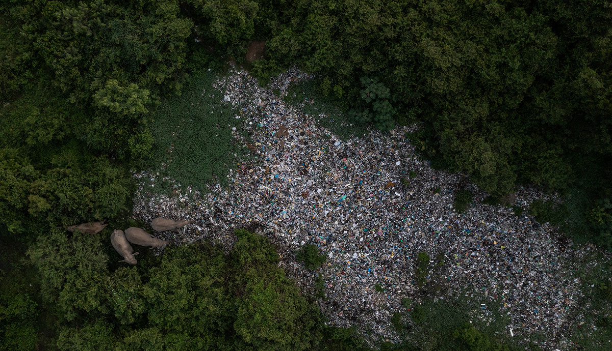 For elephants stand beside a patch of plastic waste near the trees of a forest