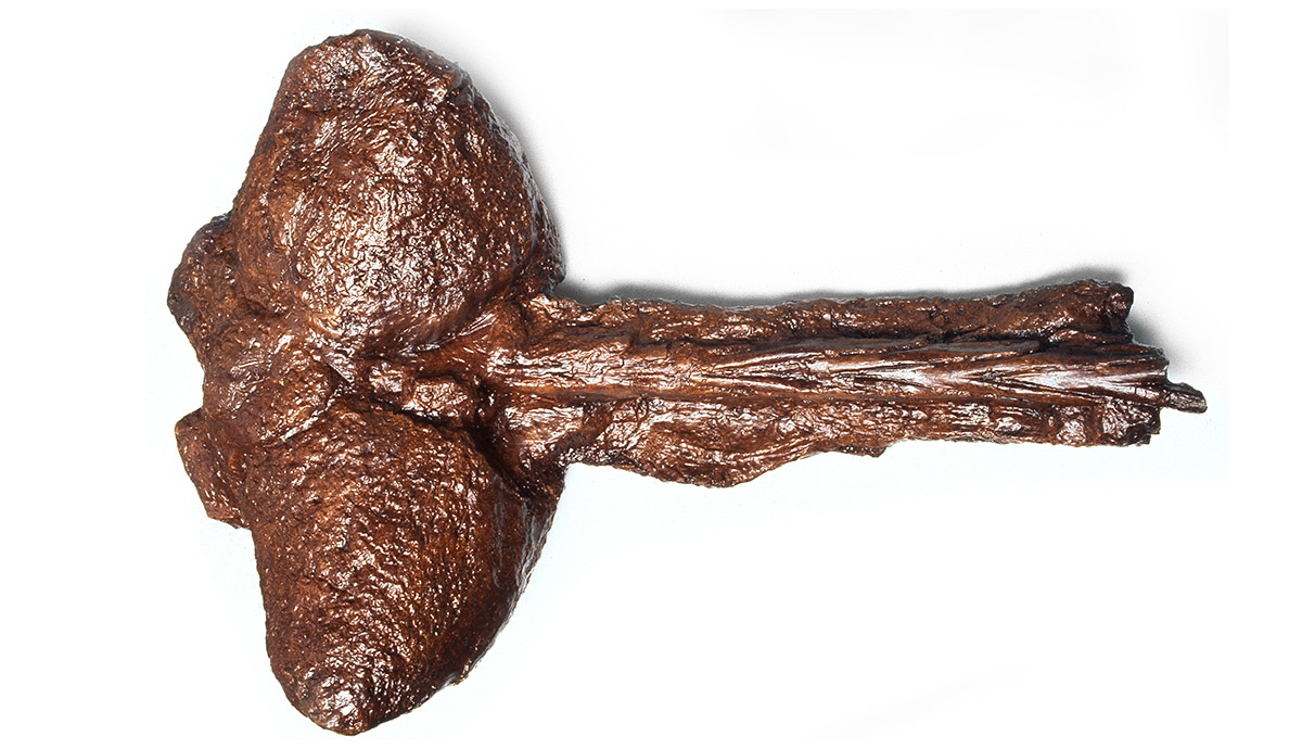 Close up of a tail club fossil