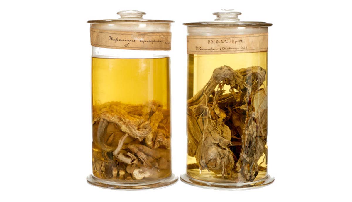 Two jars containing the remains of thylacines preserved in spirit.