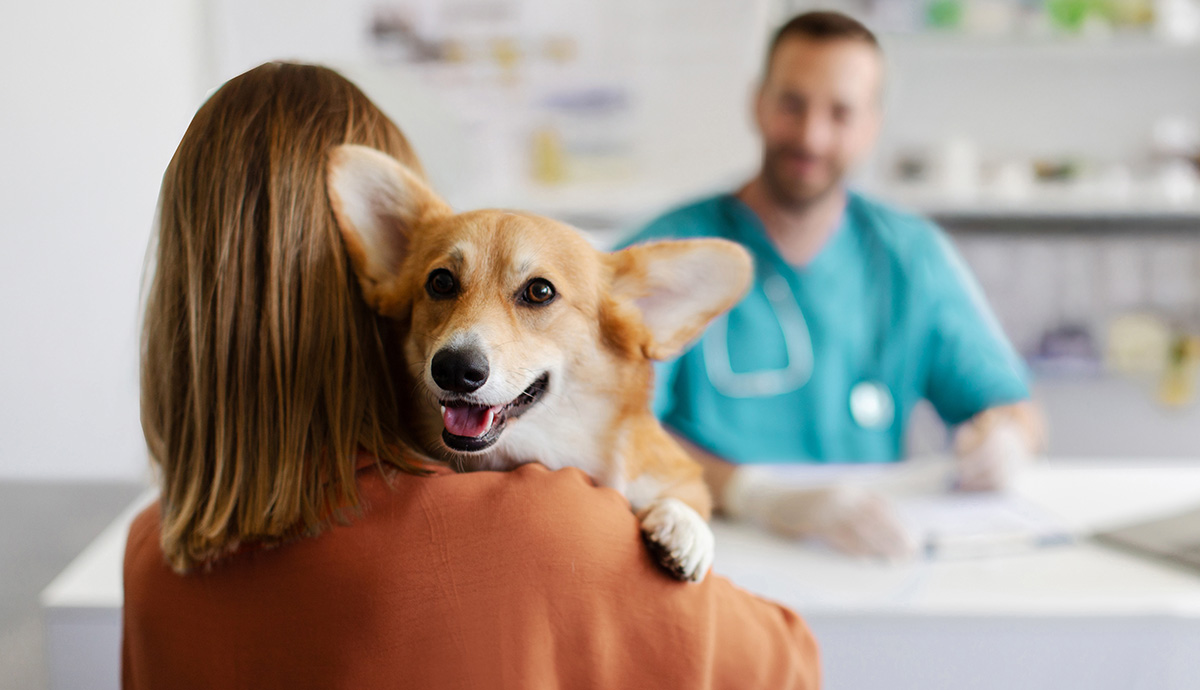 Dog with its owner at the vets