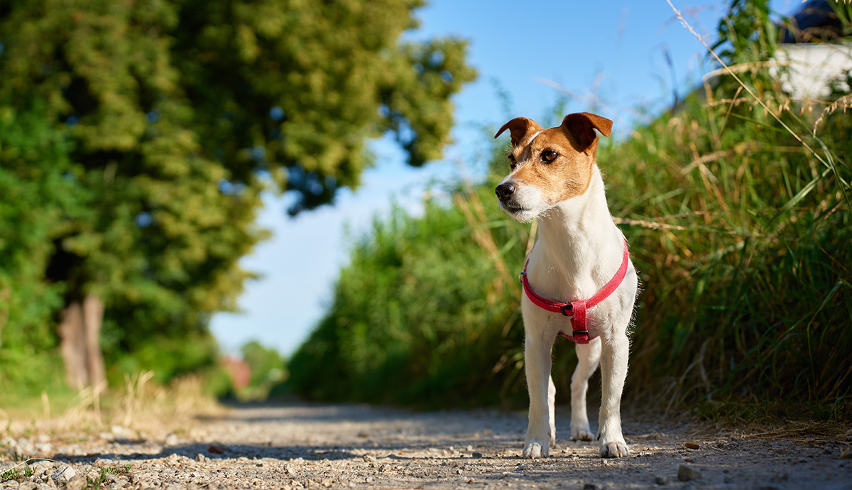Dog on a path with trees on one side and  high grass on the other