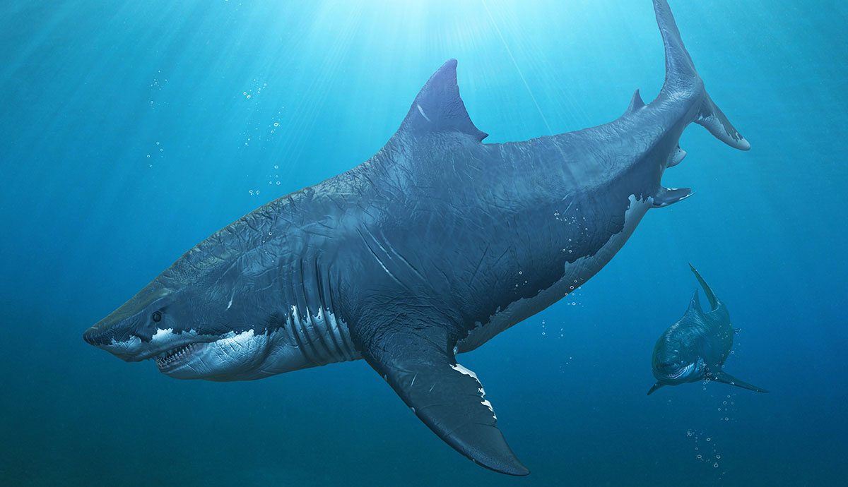 Palaeoart of two megalodons hunting