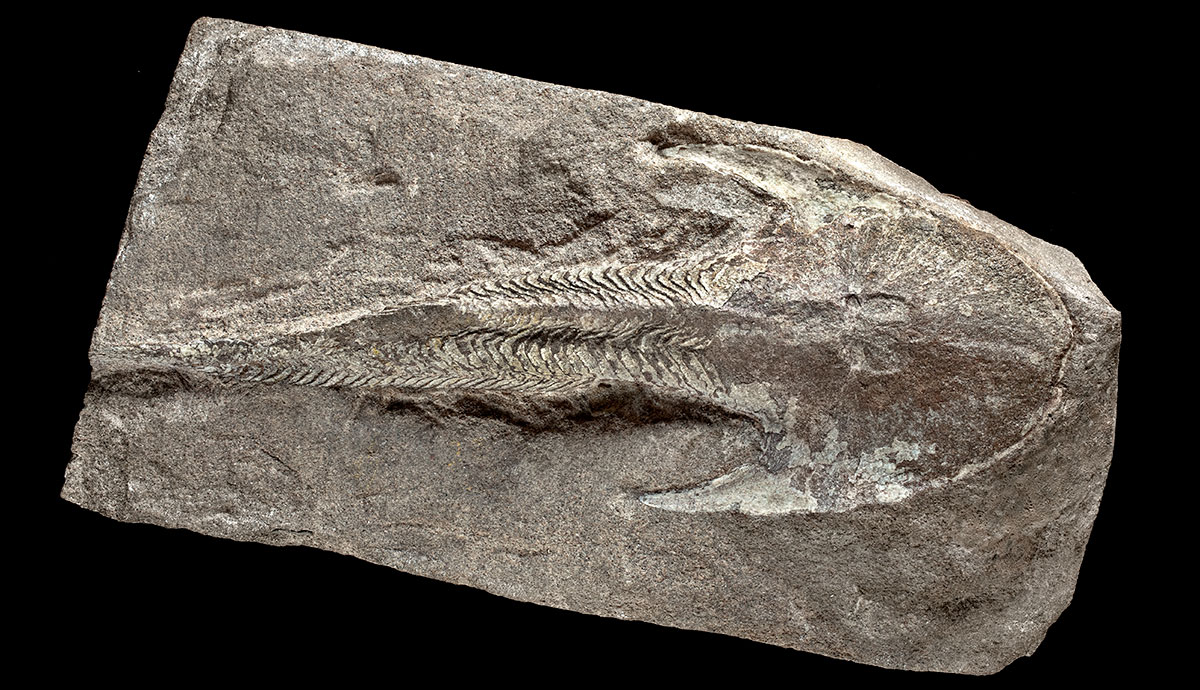 A fossil of Cephalaspis partially embedded in rock