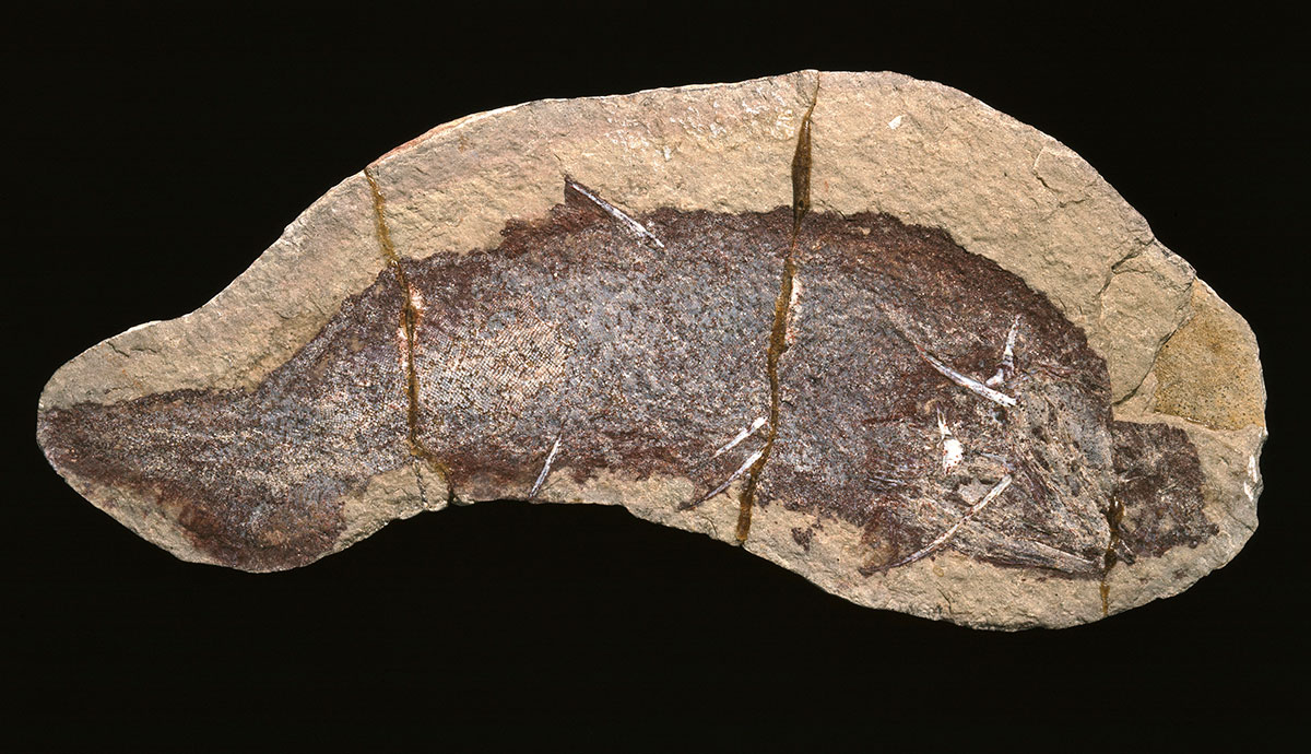 A fossil Cheiracanthus specimen in sand-coloured rock