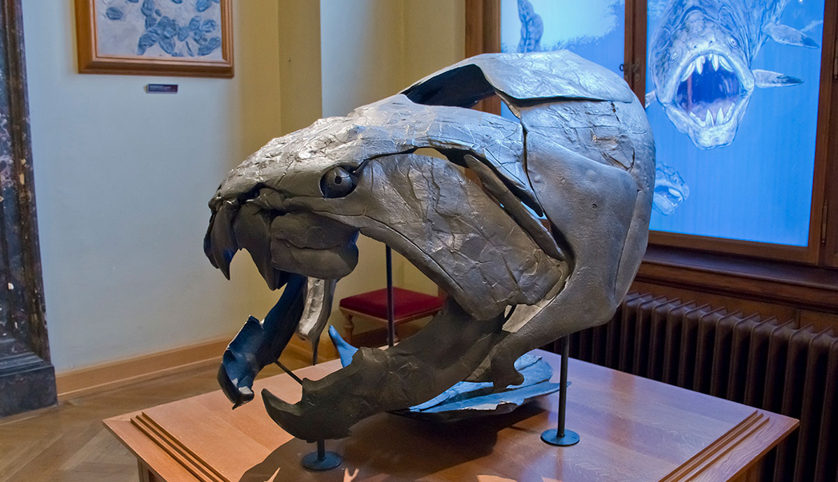 A reconstructed Dunkleosteus head on display at a museum
