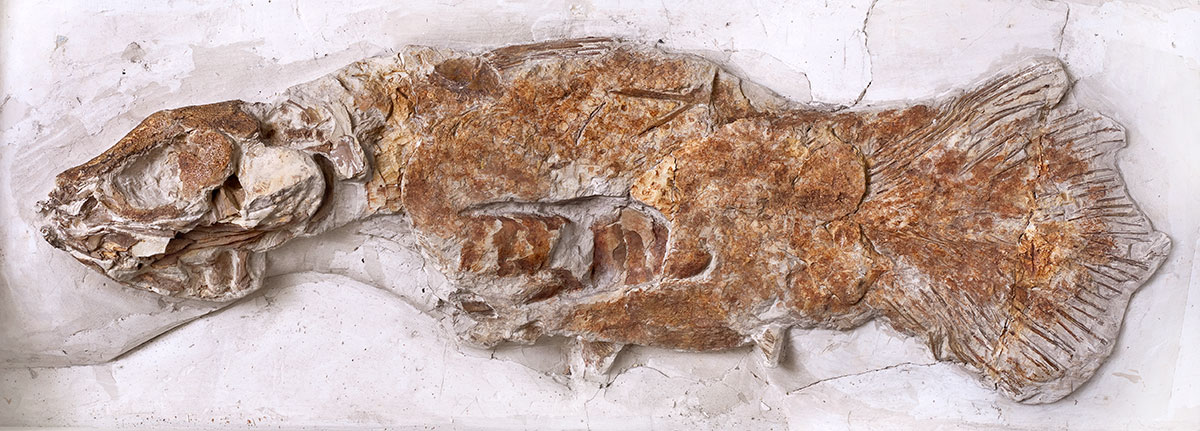 A fossil coelacanth specimen partially embedded in rock