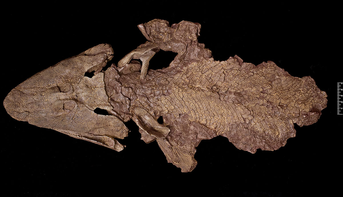 A top down view of a Tiktaalik head and body cast