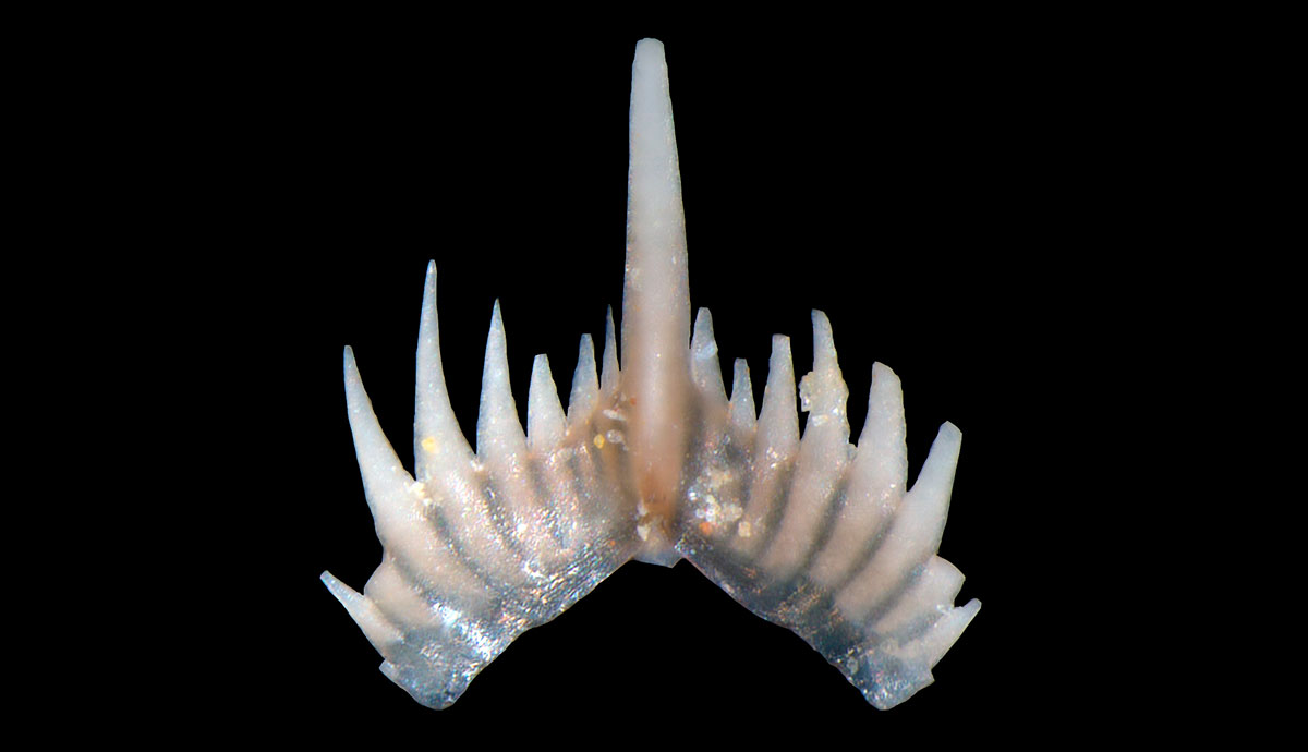 A row of sharp, tooth-like structures belonging to a conodont