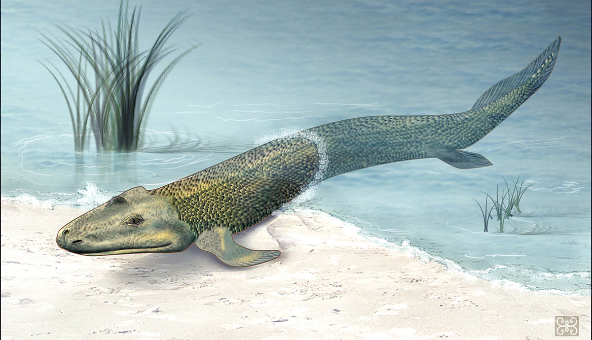 Illustration of Tiktaalik emerging from the water, holding up the front of its body with leg-like limbs