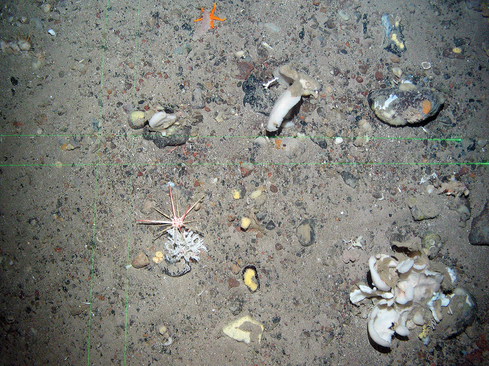 11. Close-up of the seabed at North-east Faroe-Shetland Channel MPA showing various sponge species (upright and encrusting), pencil urchin, sea star and sea cucumber. Green lines are laser points. Image provided by JNCC.