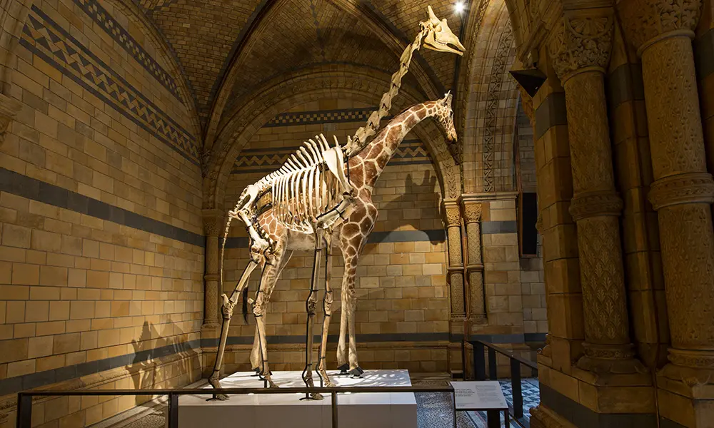 A stuffed jiraffe and the scheleton of a jiraffe are seen on Hintze Hall