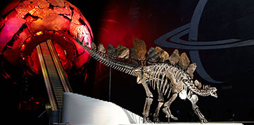 A photograph of a display in the Earth Hall Gallery