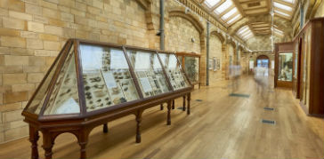 A photograph of a display in the Birds gallery