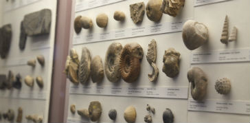 A photograph of the Fossils from Britain display
