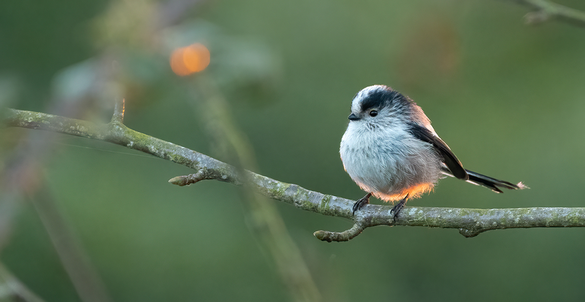 A long-tailed tit sits on a twig as the sunshine catches it's puffed up feathers.