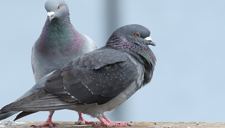 Two domestic pegeons standing together looking in different directions