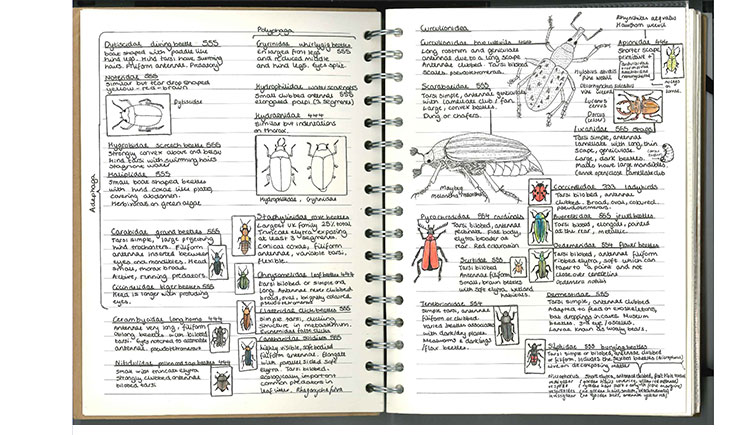 A page from a nature journal, showing drawings of beetles and text