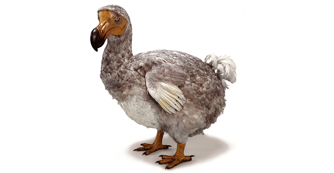 A reconstructed model of the extinct bird, the dodo (Raphus cucullatus) against a white background