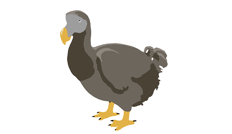 An illustrated picture of a dodo 