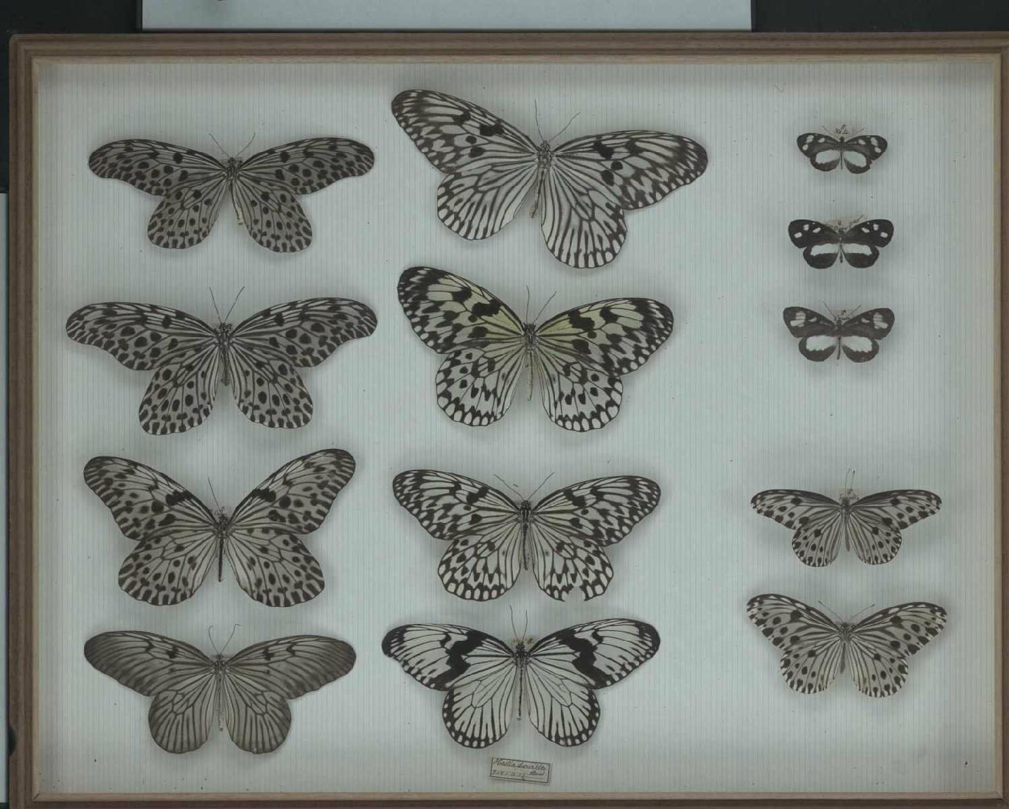 Wallace Collection:  drawer 12
