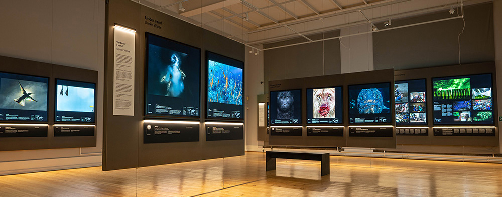 Gallery with wooden floor, grey walls and screens displaying photographs