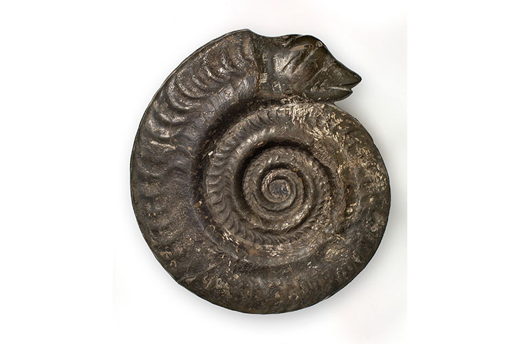 An ammonite with a carved snakes head on a white background