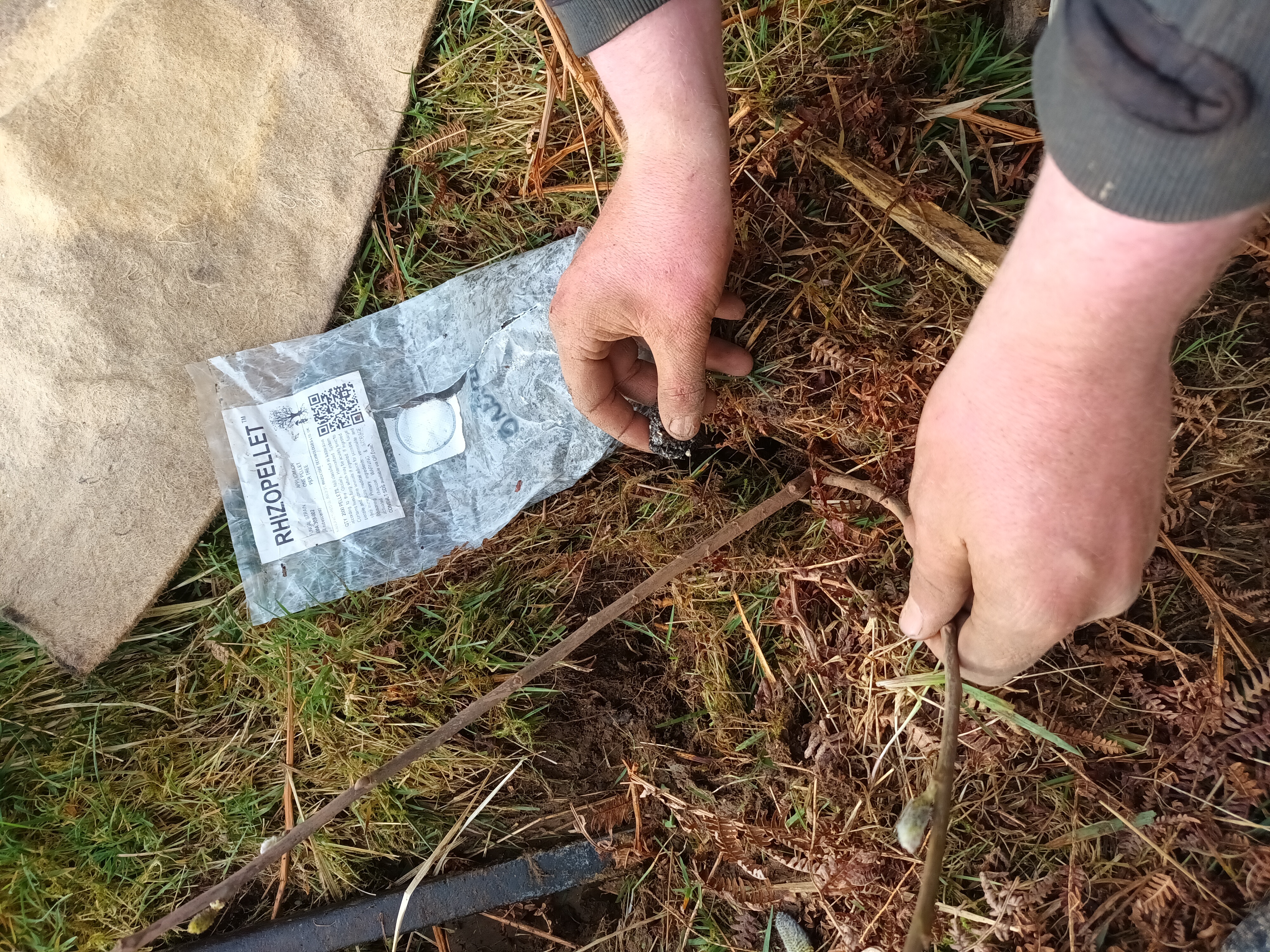 Mycorrhizal pellet Mycorrhizal pellet