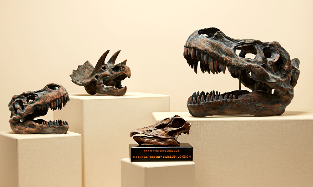 A styled product shot of four replica dinosaur skulls on plinths against a cream background. From left to right, the skulls are: small T. rex, Triceratops, Fern the Diplodocus and a large T. rex.