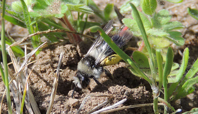 A ground-nesting bee at the entrance to its nest