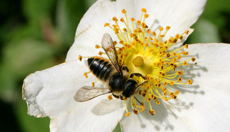 A dark bee on a white dog rose