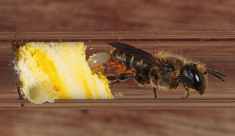 A bee laying an egg on a pile of pollen in a clear tube