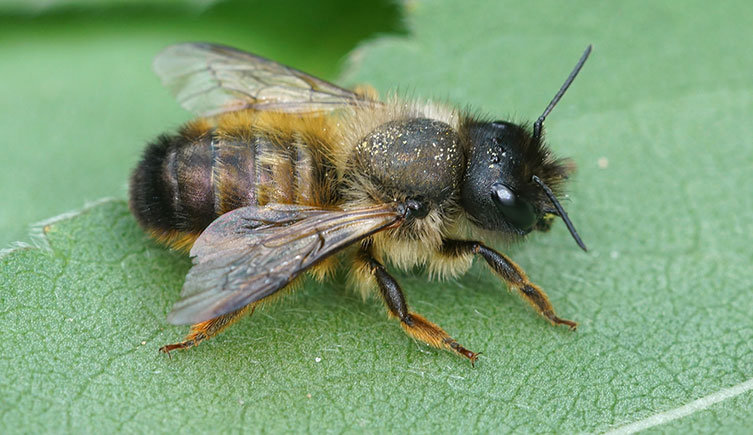 A small, dark-bodied bee on a leaf. It's covered in short, gold-coloured hairs.